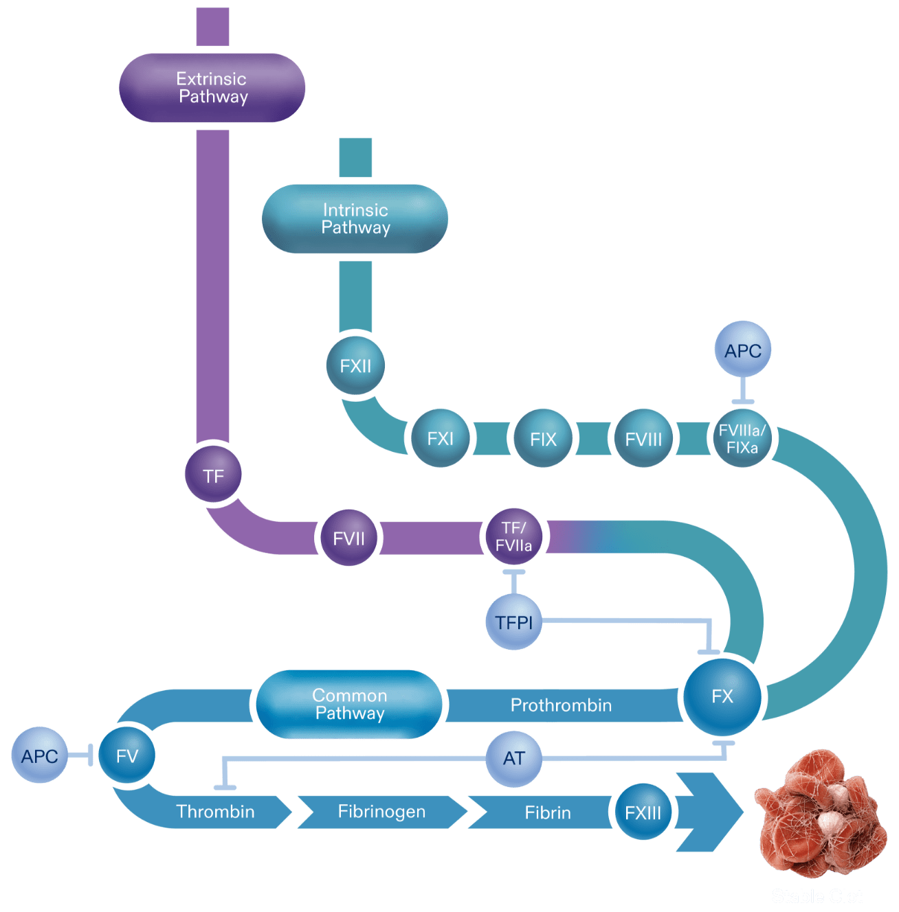 Diagram depicting the coagulation cascade