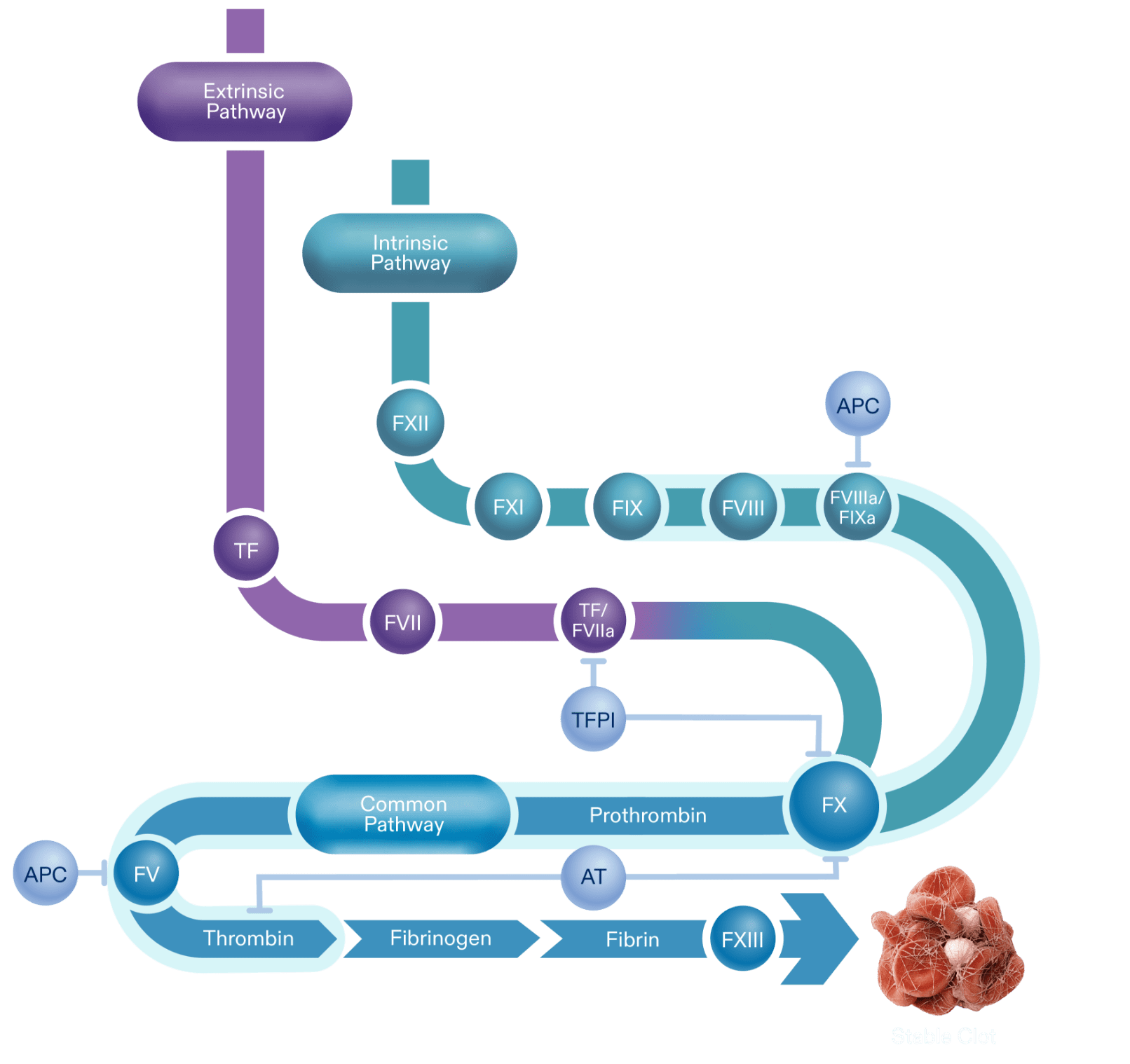 Diagram depicting the coagulation cascade