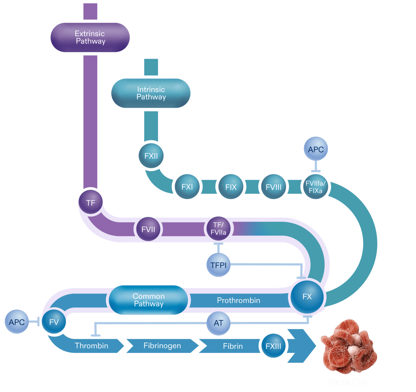 Diagram depicting the coagulation cascade