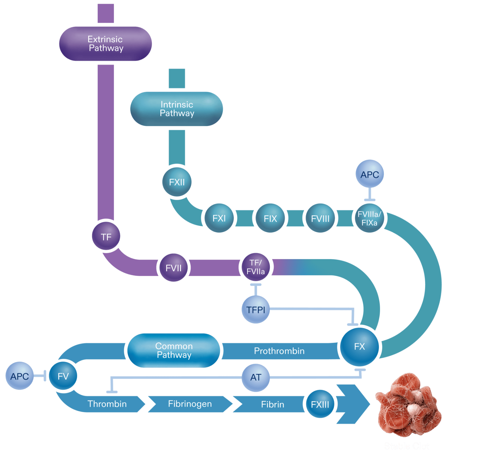 Diagram depicting the coagulation cascade
