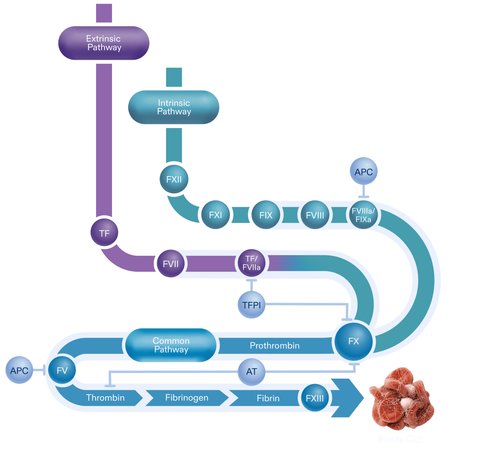 Diagram depicting the coagulation cascade